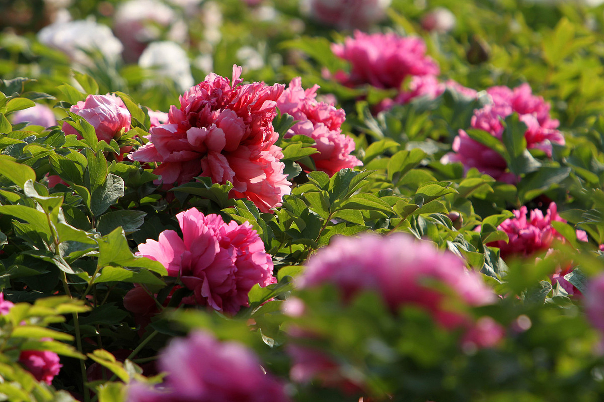 俄克拉荷马雷霆今夜止住颓势，志在国王杯名次提升，态度坚定，控场能力受关注的简单介绍-开云官方网